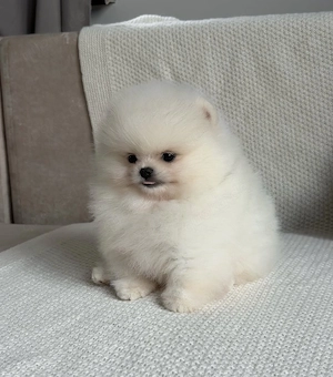Reinrassige & Wunderschöne Pomeranian Zwergspitz Welpen!