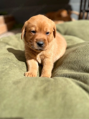 2 wunderschöne Labradormädchen in foxred blond m.P. zvk