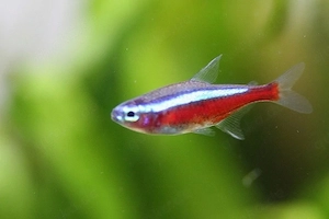 Paracheirodon axelrodi - Roter Neon DNZ Aktion ab 1 