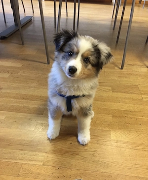 Traumhafte Miniature Australian Shepherd Welpen!!