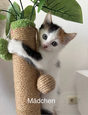 1 kleine Katze