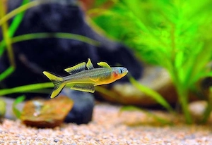 Pseudomugil Furcartus - Gabelschwanz-Blauauge DNZ Aktion ab 3,50