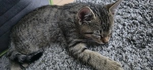 Zwei süße Katerchen drei Monate