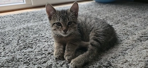 Zwei süße Katerchen drei Monate