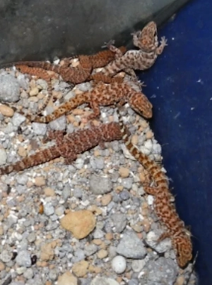 (6) Kaktusgecko (Heteronotia binoei) 