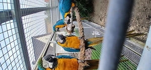 Verkaufe Gelbbrustaras 