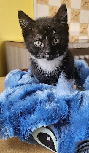 Zuckersüße BKH-Mix Kitten ( jungs) Schwarz-weiß