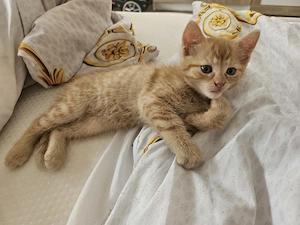 Zuckersüße Waldkatzen-Mischlinge (Kater) 