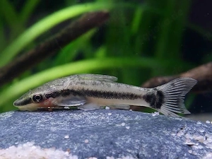 Ohrgitterharnischwels, Otocinclus affinis (Miniwels) ab 2,20 