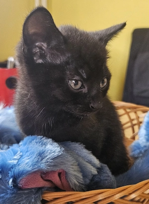 Zuckersüße BKH-Mix Kitten ( jungs) Schwarz 