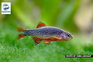 Perlhuhnbärbling (Danio margaritatus) DNZ Aktion ab3 , Nanofisch