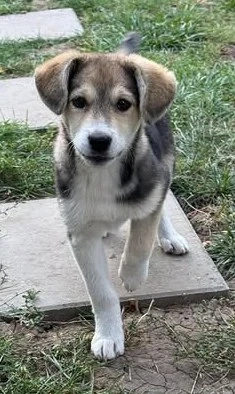 Hundekind Minga sucht ein Zuhause mit Herz