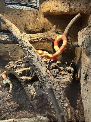 lampropeltis triangulum hondurensis