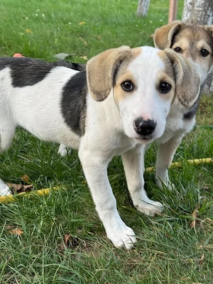 Hundekind Mariella hofft auf einen Neustart