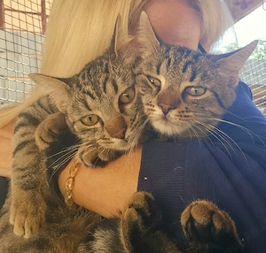 Warum will uns niemand? Katzenkinder suchen ein Zuhause 
