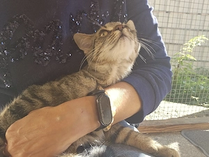Warum will uns niemand? Katzenkinder suchen ein Zuhause 