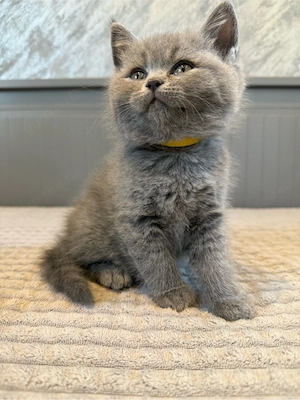 Abgabebereit BKH Kater Britisch Kurzhaar Kitten in blau reinrassig