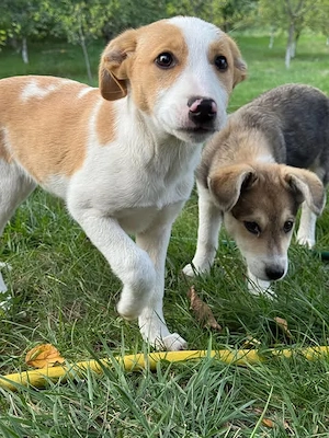 Hübsches Hundekind Marissa Sucht ein Schmuseplätzchen 