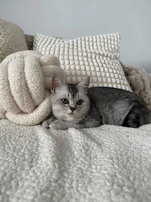 BKH-Geschwisterpärchen   Kater & Katze, 5 Monate alt