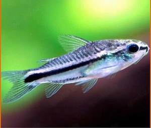 Corydoras pygmaeus - Zwergpanzerwels aktion ab 3  DNZ