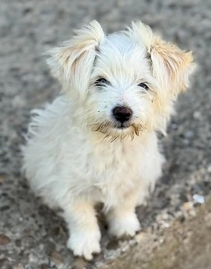 Sonnenschein Fibi   unser entzückendes Bichon-Mix-Hundekind