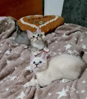 bkh ragdolll kitten 