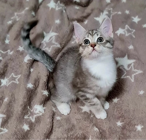 britisch Kurzhaar  Ragdol kitten