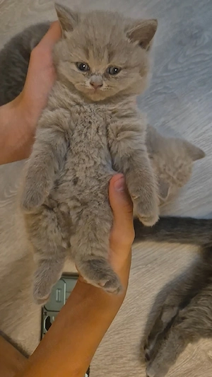 Britisch Kurzhaar, BKH, BKH Kitten, Britisch Kurzhaar Kitten, Katzenbabys, Katzenbaby, Kitten, BKH K