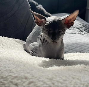 Wunderschöne Sphynx-Kitten suchen liebevolles Zuhause   