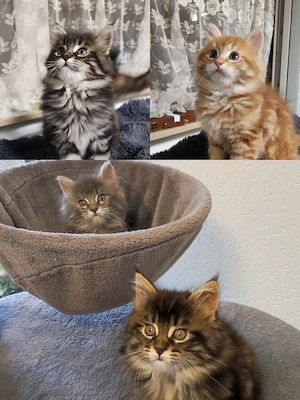 Maine Coon Kitten