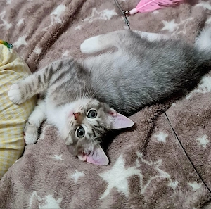 bkh ragdoll