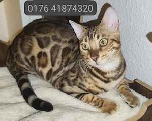 Bengal Kitten wunderschöne Bengalkatze Brown Rosetted Kater