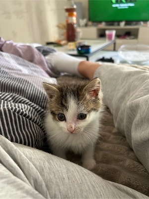 kitten mädchen 