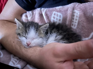 Kitten Weibchen 