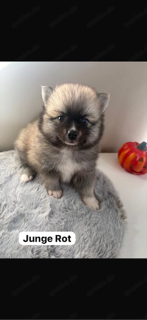 zwergspitz Pomeranian Pomsky Welpen
