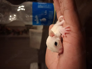 Verkaufe sugar Glider Familie 