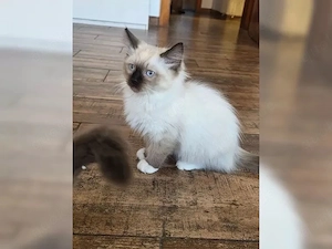Ragdoll Kitten mit Stammbaum