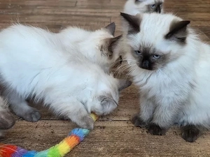 Ragdoll Kitten mit Stammbaum