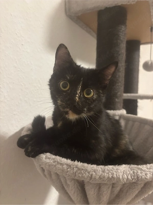 Babykatze sucht ein zu Hause 