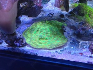 Chalice Gold Grün Meerwasser 
