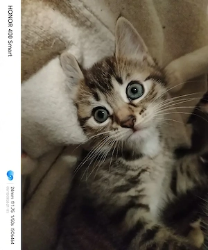 Süßes Katzenmädchen sucht ein liebevolles Zuhause
