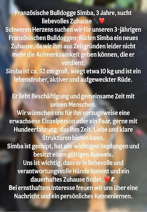 Französische Bulldogge