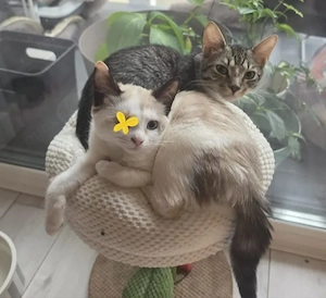 Simba - ohne Raya, aber mit Peppa Verbundenes Katzenpärchen sucht fröhliche Familie