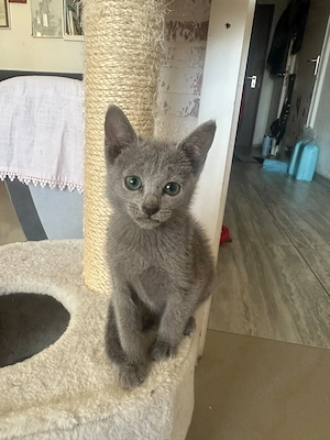 Russisch Blau kitten 