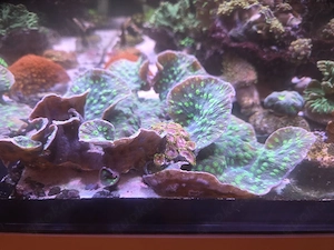 Meerwasser Koralle Echinopora Lamellosa 20x20cm 