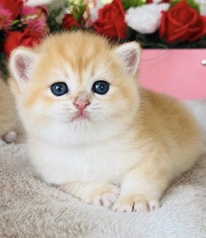 Britische Kurzhaar, BKH, Kitten 