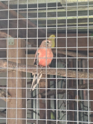 Bourkensittiche