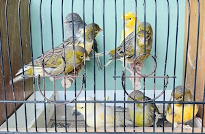 Kanarienvögel, Kanarien 