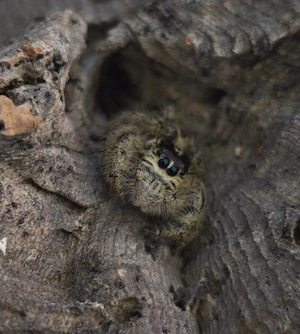 Hyllus diardi 0.1