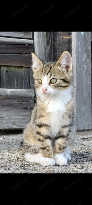 Katze Kitten